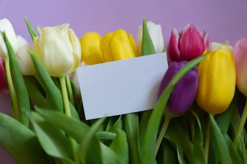 Tulip Field 4K Wallpaper · flowers · 3840×2560
