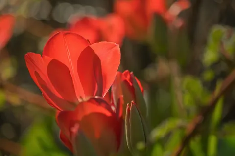 خلفية حقل التوليب بدقة 4K · flowers · 3840×2560