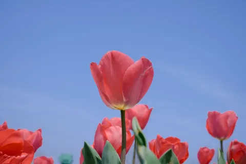 Tulip Field 4K Wallpaper · flowers · 3840×2560