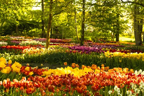 郁金香田 4K壁纸 · flowers · 3840×2560