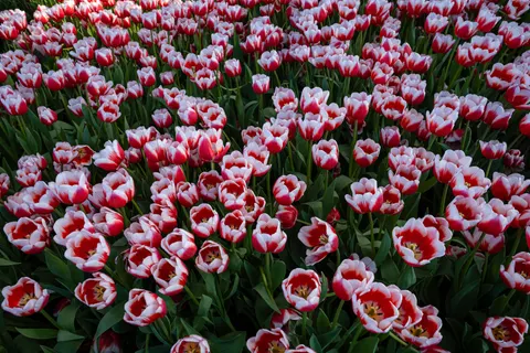 Fondo de pantalla Campo de tulipanes 4K · flowers · 3840×2560