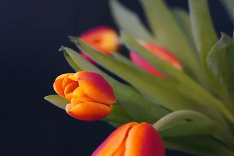 Tulip Field 4K Wallpaper · flowers · 3840×2560