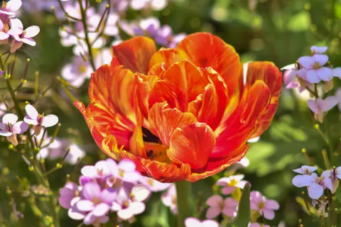 Tulip Field 4K Wallpaper · flowers · 3840×2560