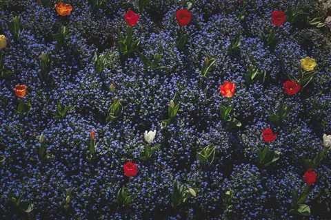 Fond d'écran Champ de tulipes 4K · flowers · 3840×2560