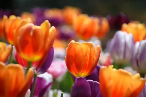 خلفية حقل التوليب بدقة 4K · flowers · 3840×2560