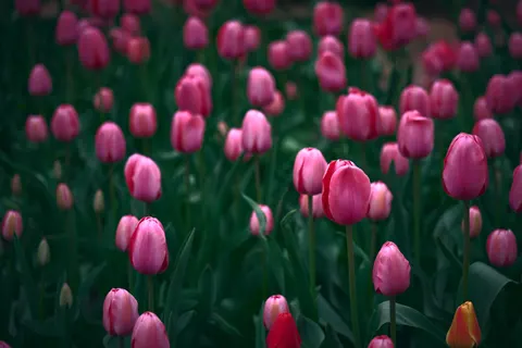 Tulip Field 4K Wallpaper · flowers · 3840×2560