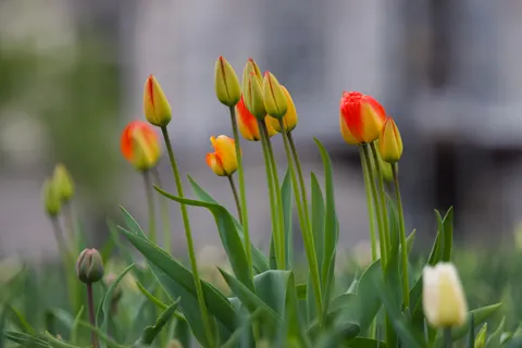 Tulip Field 4K Wallpaper · flowers · 3840×2560