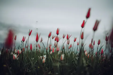 خلفية حقل التوليب بدقة 4K · flowers · 3840×2560