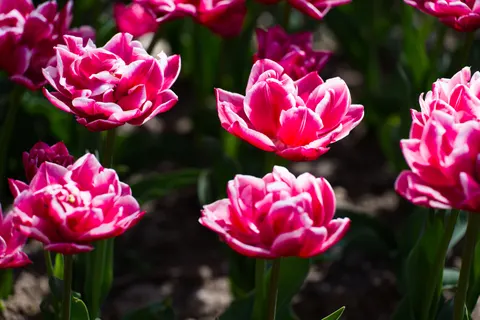Tulip Field 4K Wallpaper · flowers · 3840×2558