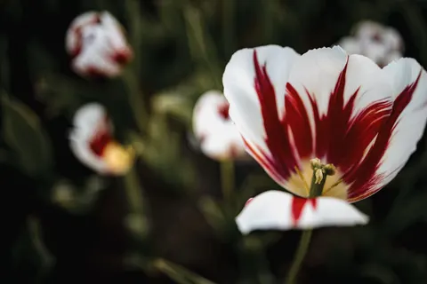Tulip Field 4K Wallpaper · flowers · 3840×2560