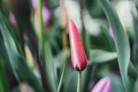 Tulpenfeld 4K Hintergrundbild · flowers · 3840×2560