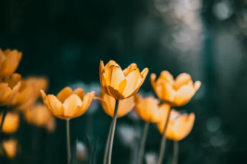 Tulip Field 4K Wallpaper · flowers · 3840×2563