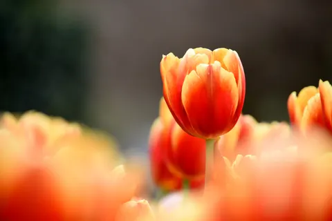 Fond d'écran Champ de tulipes 4K · flowers · 3840×2560