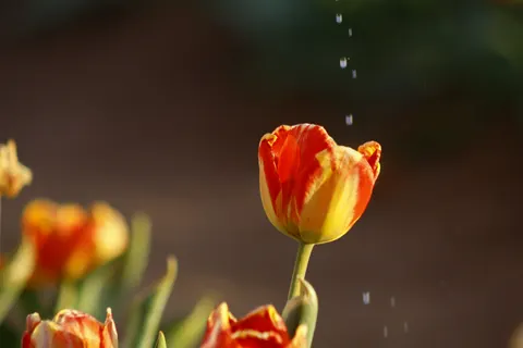 خلفية حقل التوليب بدقة 4K · flowers · 3840×2560