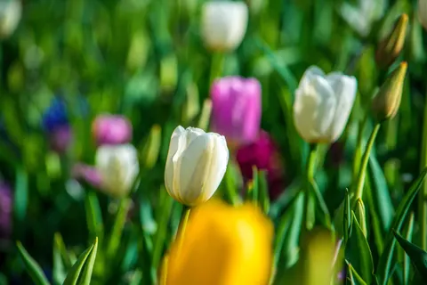 튤립 밭 4K 배경화면 · flowers · 3840×2560