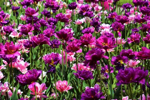 Fond d'écran Champ de tulipes 4K · flowers · 3840×2560
