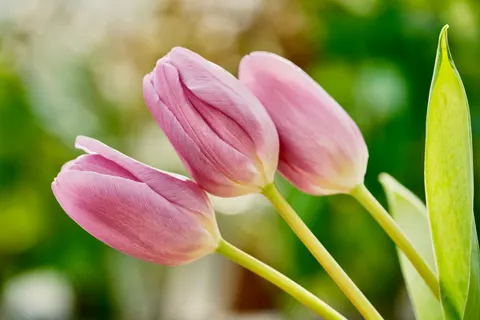 튤립 밭 4K 배경화면 · flowers · 3840×2560