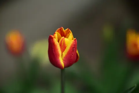 Tulip Field 4K Wallpaper · flowers · 3840×2560
