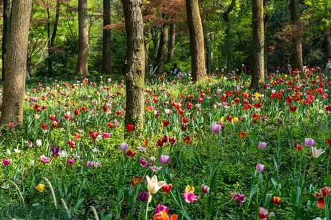 Fond d'écran Champ de tulipes 4K · flowers · 3840×2560