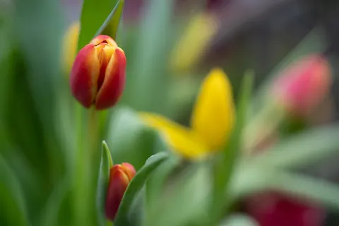 郁金香田 4K壁纸 · flowers · 3840×2560