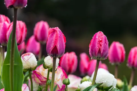 Tulip Field 4K Wallpaper · flowers · 3840×2560