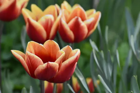 튤립 밭 4K 배경화면 · flowers · 3840×2560
