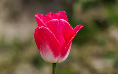 Обои Тюльпановое поле 4K · flowers · 3840×2420