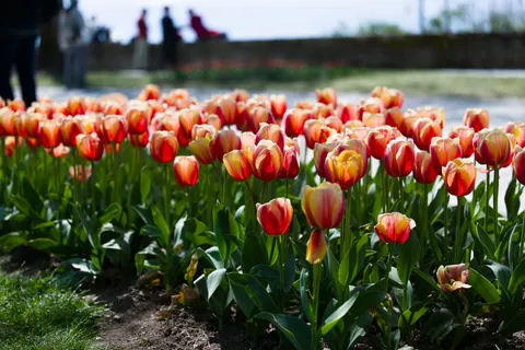 Fond d'écran Champ de tulipes 4K · flowers · 3840×2558