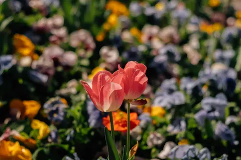 Tulip Field 4K Wallpaper · flowers · 3840×2560