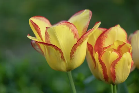 튤립 밭 4K 배경화면 · flowers · 3840×2560