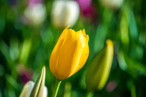 Tulpenfeld 4K Hintergrundbild · flowers · 3840×2560