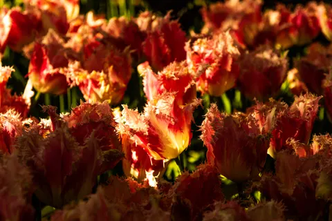 Papel de parede Campo de tulipas 4K · flowers · 3840×2560