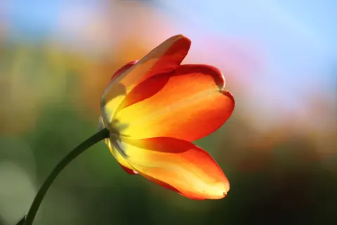 Tulip Field 4K Wallpaper · flowers · 3840×2560