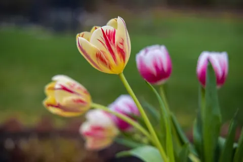 튤립 밭 4K 배경화면 · flowers · 3840×2561