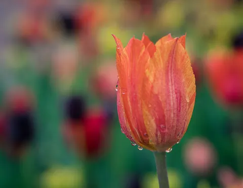 خلفية حقل التوليب بدقة 4K · flowers · 3840×2967