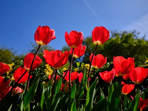 Tulpenfeld 4K Hintergrundbild · flowers · 3840×2880