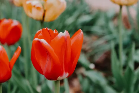 Tulip Field 4K Wallpaper · flowers · 3840×2560