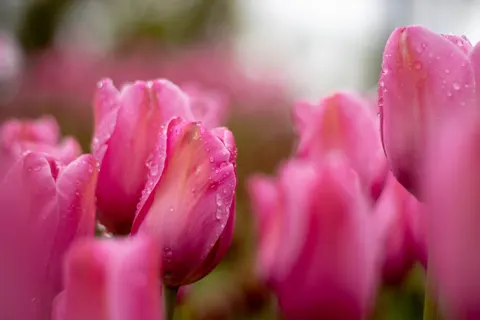 Tulip Field 4K Wallpaper · flowers · 3840×2560