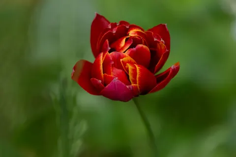 Fond d'écran Champ de tulipes 4K · flowers · 3840×2560