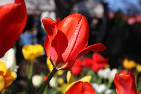 郁金香田 4K壁纸 · flowers · 3840×2560