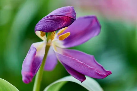 Tulip Field 4K Wallpaper · flowers · 3840×2560