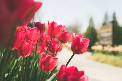 Tulpenfeld 4K Hintergrundbild · flowers · 3840×2560