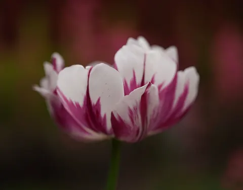 튤립 밭 4K 배경화면 · flowers · 3840×3000