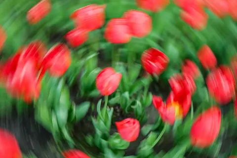 Papel de parede Campo de tulipas 4K · flowers · 3840×2560