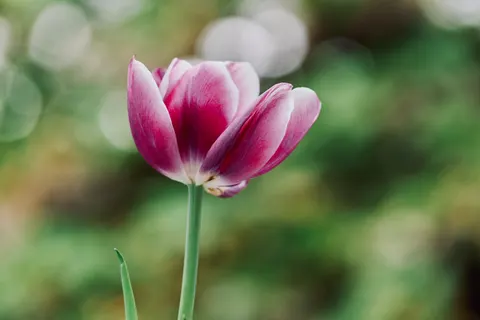 Tulip Field 4K Wallpaper · flowers · 3840×2560