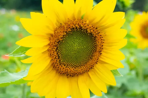Sunflower Field 4K Wallpaper · flowers · 3840×2560