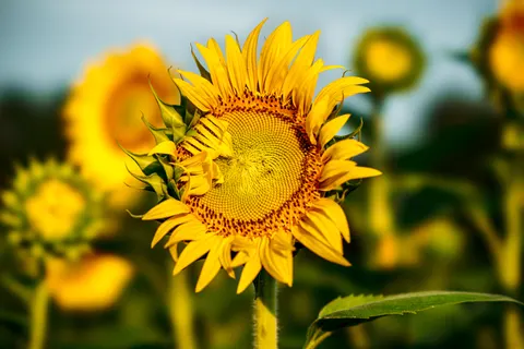 Sunflower Field 4K Wallpaper · flowers · 3840×2561