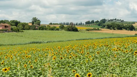 Sunflower Field 4K Wallpaper · flowers · 3840×2160