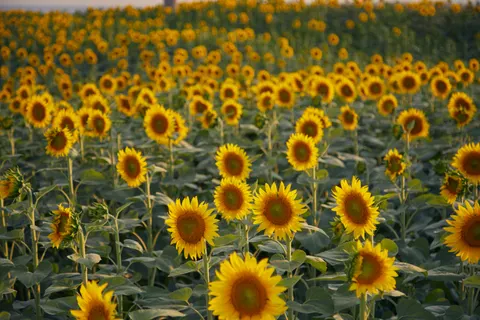 Sunflower Field 4K Wallpaper · flowers · 3840×2560