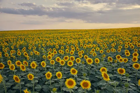 خلفية حقل عباد الشمس بدقة 4K · flowers · 3840×2560